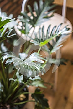 Close up of small green leaves plant in plant pot for decorate room making more lively and refreshment