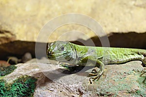 Close-up on a small green lizard on a rock