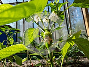 Close-up a small, green pepper fruit starting to grow and mature from the white flower of pepper plant growing in a greenhouse in