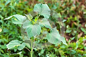 Giant sumpweed or Cyclachaena xanthiifolia close photo