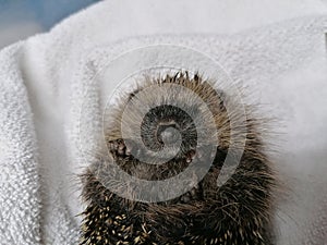 a Close-up of a small hedgehog lying curled up on its back on a white towel