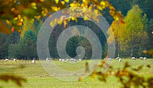 CLOSE UP: Small herd of sheep pasturing in a meadow by the autumn colored forest