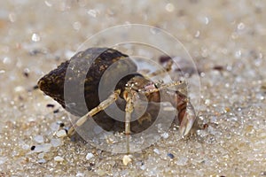 close up of small hermit crab on sand