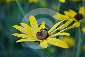 Close up of a small honey bee on a black eyed susan daisy flower
