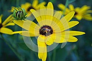 Close up of a small honey bee on a black eyed susan daisy flower in my backyard garden