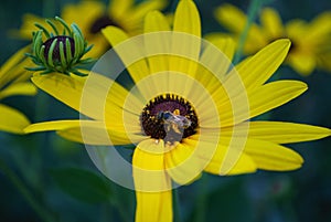 Close up of a small honey bee on a black eyed susan daisy flower in my backyard garden