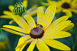 Close up of a small honey bee on a black eyed susan daisy flower in my backyard garden