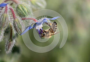 Close-up of a small honey bee hanging at the bottom of the blue flower of borage looking for pollen. Green