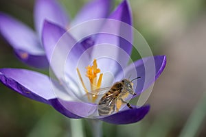 Close-up of a small honey bee sitting on a crocus petal. The flower is purple. The bee is covered in yellow pollen