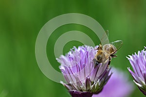 Close-up of a small honey bee sitting on a purple chive flower looking for food against a green background