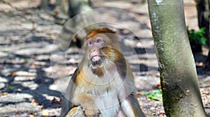 Close up of a small infant barbary ape turning its head away