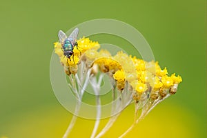 Close up of small irridescent green fly on cluster of vibrant yellow flower heads with colourful bokah background photo