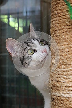 A close up of a small kitten is looking up on tehe scratching post