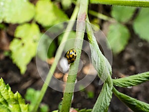 Close-up of small lady beetle yellow variant Propylea quatuordecimpunctata - 14-spotted ladybird beetle or P-14 on a stem of a photo