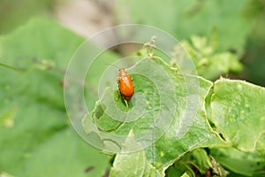 Small ladybug on green leaf