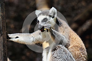 Close-Up of Small Lemur on Tree