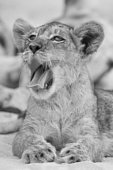 Close-up of a small lion cub yawning on soft Kalahari sand in ar
