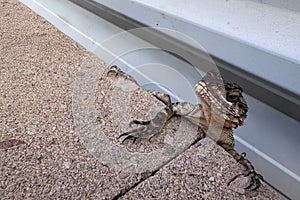 Close-up of a small lizard with a distinctive head crest