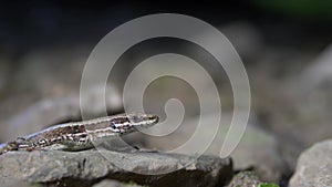 Close up of the small lizard head standing on the rock