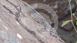 Close up of small lizard sunbathing camouflaged with a rock