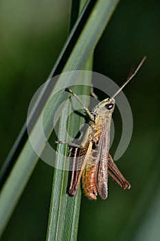 Close-up of a small male grasshopper (Chorthippus dorsatus) hanging on a long green blade of grass, portrait format