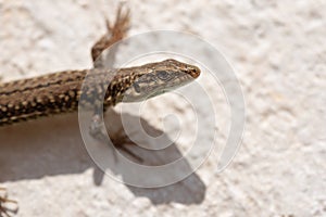 Close-up of a small Mediterranean lizard climbing along a wall