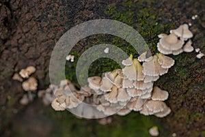 Close up small mushroom