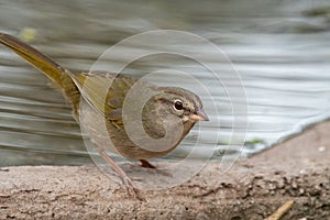 Close-up of a small olive sparrow (Arremonops rufivirgatus) with a lake in the background