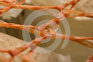 Close up. Small orange plastic net