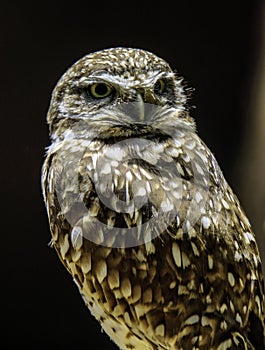 Burrowing Owl