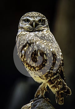 Burrowing Owl
