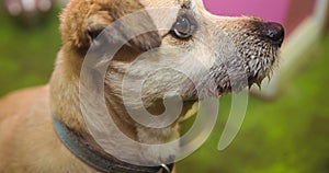 Close up of small pale brown pet dog looking up on with brown eyes