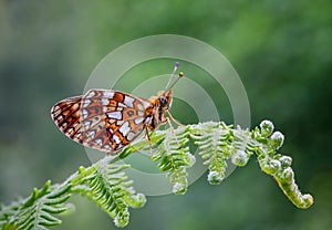 Close up of a small Pearl-bordered Fritillary butterfly, Boloria selene.