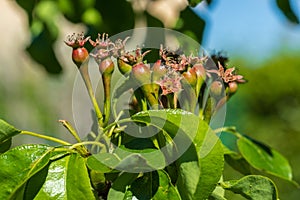 Close-up of small pears growing on pear tree fruit tree.