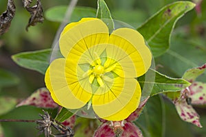 Peruvian Primrose, Or Ludwigia Peruviana photo