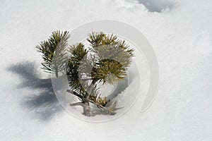 Pine tree branch in the snow