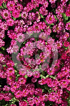 Close up small pink flowers field background