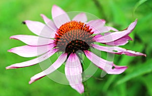 Close up of small pink flowers in a meadow