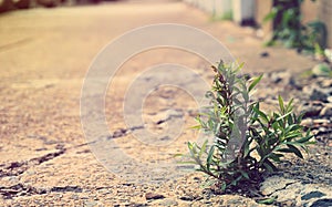 Close up small plant break through cement on street to survive a