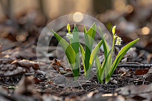 A close-up of a small plant, fragrant lilies of the valley, breaking through the ground, symbolizing growth and new