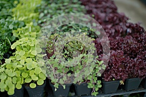 Close up of of small plant sprout growing in greenhouse. green seedlings and microgreens