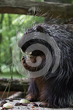 Close-up of a small porcupine eating its lunch on a tree stump at the zoo