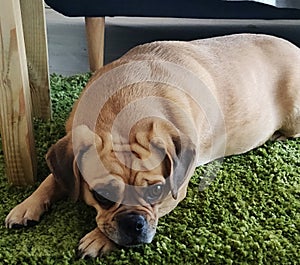 Close-up of a small pug breed dog.