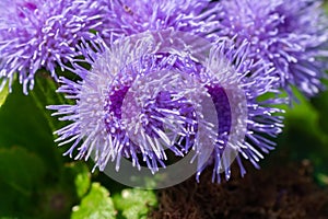 Close-up of small, purple flowers, Ageratum Houstonianum, also know as Floss flower, Pussy Foot, or Blue mink