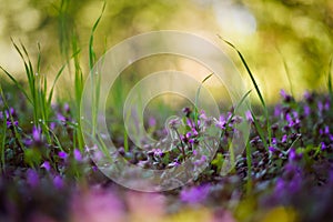 Close Up Small Purple Flowers and Blades of grass