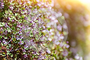 Close-up of small purple flowers in sunbeams. gypsophila muralis with the tiny flowers