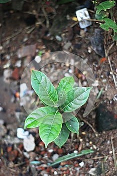 Close-up of small purple ground cover plant