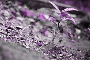 Close-up of small purple ground cover plant