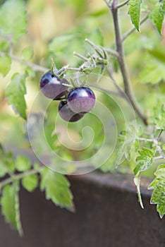 Close-up of small purple tomatoes on vine in raised garden bed