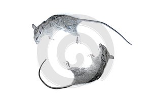 Close up small rat, laboratory black mouse isolated on white ba